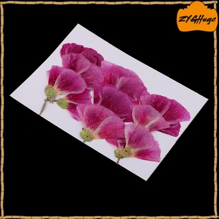 12 piezas de flores secas prensadas naturales (1)