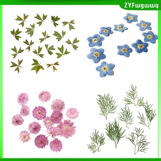pack 10 piezas de flores secas naturales prensadas hojas reales para material de manualidades (8)