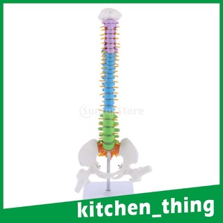 [12] Modelo de Esqueleto con columna anatómica multicolor (3)