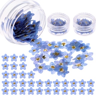 Nuhopes 200 Pieces Don't Forget Me Dried Flowers Natural Dried Pressed Flowers, Mini Res CO