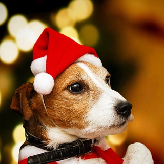 douaoxun navidad mascota santa sombrero pequeño cachorro gato perro navidad disfraz adornos co