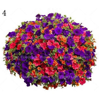 100 Pzs Semillas De Flores Para Colgar Petunia/Hermosas/Perennials/Bonsai/Plantación De Plantas Para El Hogar/Jardín sUYr (5)