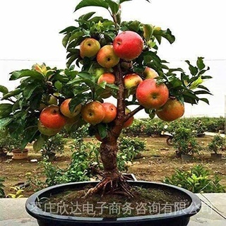 Dwarf Bonsai Manzano Semillas-10 Crecer Exótica Fruta Interior urL1