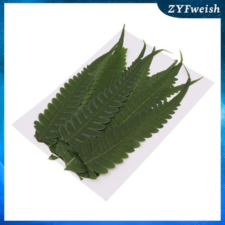 12 piezas de prensa natural helechos hojas prensadas flores secas reales hojas secas para bricolaje (1)