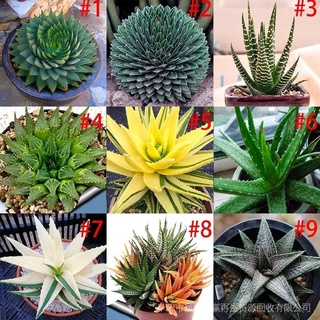 50 Pzs Semillas De Aloe Vera/Hierbas Raras/Bonsái Jardín/Plantas Suculentas ZGSV (1)