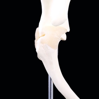 ghulons perro canino hombro articulación modelo veterinario investigación esqueleto animal exhibición regalo de halloween (4)