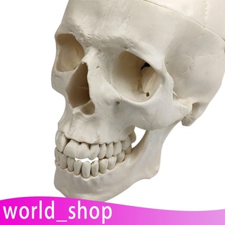 [worldshop] 1:1 talla De cabeza Anatomica Modelo De cráneo Humano Modelo educativo