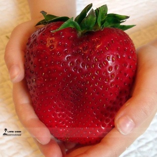 Rarest Heirloom Super Giant Red Strawberry Organic Seeds, paquete profesional, 100 semillas/paquete, dulce jugosa fruta E (1)