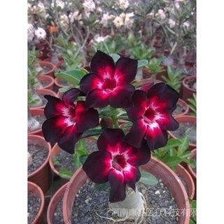 20 Pzs Semillas De Adenium Obesum Rosa Del Desierto Raras Flores De Tailandia PB8j (1)