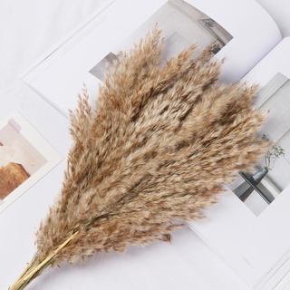 VICENORY 10x Decorative Small Pampas Grass DIY Craft Real Flower Reed Natural Dried Bouquets Shooting Props Colorful Home Decoration Wedding Decor Natural Material Plant Stems (6)