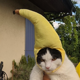 sombrero de mascota transformación creativa divertida gato teddy vacaciones divertido headwear banana