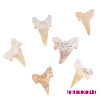 Ltg dentadura De Megalodon/dientes De tiburón/mariposa/efectuación De la ciencia/educación De especia (8)
