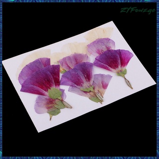 12 piezas naturales prensadas flores secas godetia diy artesanía (8)