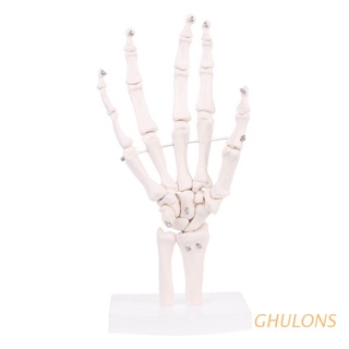 ghulons mano articulación anatómica esqueleto modelo humano anatomía médica estudio herramienta tamaño vida