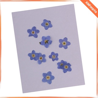 50 Pieces Natural Forget-me-not Flowers Pressed Dried Flowers For Art Craft (8)
