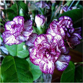 20 pzs semillas coloridas de flores Dianthus 4Nb0 (2)