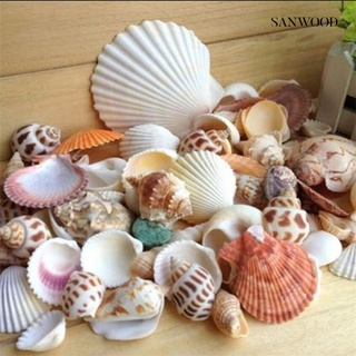 100G mezcla de mar playa conchas artesanía conchas de mar decoración de acuario foto Props