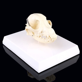 lu canino perro cráneo modelo anatomía esqueleto veterinario muestra enseñanza (7)