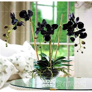 [Seedhot] 10 Pzs Semillas De Orquídeas Bonsai Para Jardín En Casa jl4I
