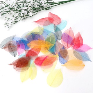 50 Pcs Mixed Color Natural Skeleton Leaves Pressed Flower for Jewelry Making