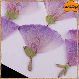 12 piezas de flores secas prensadas naturales (9)