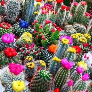 1000pcs Cactus 20in1 Paquete Mixto Semillas De Real Espinosa Pera Suculenta Plantas Lithops Bonsai Plantación fo