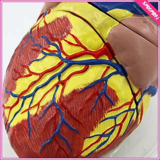 pvc corazón modelo anatómico con soporte base modelo de enseñanza modelo educativo (6)