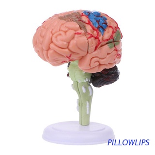 PILLOWLIPS 4D Desmontado Anatómico Humano Modelo De Cerebro Anatomía Médica Herramienta De Enseñanza Estatuas Esculturas Medicina Uso Escolar