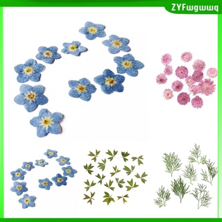 pack 10 piezas de flores secas naturales prensadas hojas reales para material de manualidades (9)