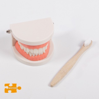 emistore 1 juego de dientes modelo resistente estructura alta simulada reutilizable enseñanza dental modelo de cepillo de dientes para niño