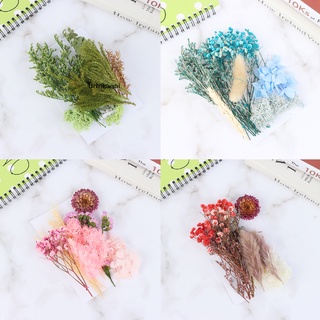 [Drinka] Natural Dried Flowers Leaves,Real Dried Pressed Flowers Mixed Multiple Color 471CO (8)