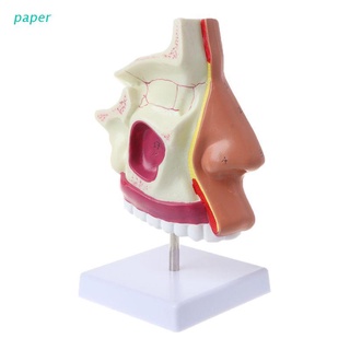 paper Human Nasal Cavity Anatomy Model Medical Nose Cavity Structure For Science Classroom Study Display Teaching (1)