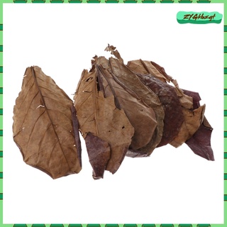 10 hojas de almendras indias catappa betta gouramis camarones fácil de usar (3)