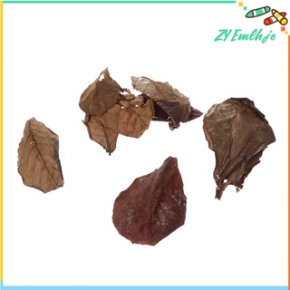 10 hojas de almendras indias catappa betta gouramis camarones fácil de usar (2)
