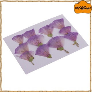 12 piezas de flores secas prensadas naturales (7)