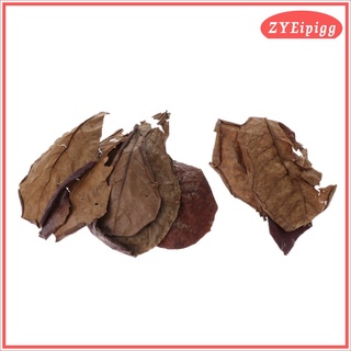 10 hojas de almendras indias catappa betta gouramis camarones fácil de usar (9)