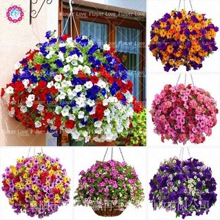 100 Pzs Semillas De Flores Para Colgar Petunia/Hermosas/Perennials/Bonsai/Plantación De Plantas Para El Hogar/Jardín sUYr