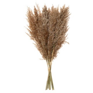 VICENORY 10x Decorative Small Pampas Grass DIY Craft Real Flower Reed Natural Dried Bouquets Shooting Props Colorful Home Decoration Wedding Decor Natural Material Plant Stems (3)