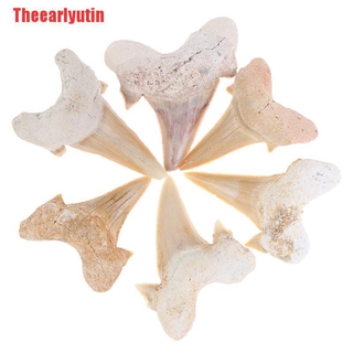 Utin Megalodon dentadura De tiburón fosil dientes marinos ciencia ciencia enseñanza especmento