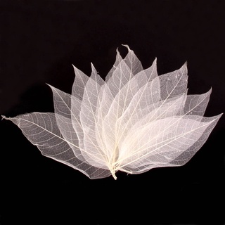 50 hojas naturales magnolia esqueleto hoja para hacer tarjetas scrapbook blanco