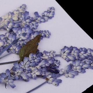 10 piezas de flores secas prensadas naturales, adorno para manualidades, manualidades, manualidades (3)