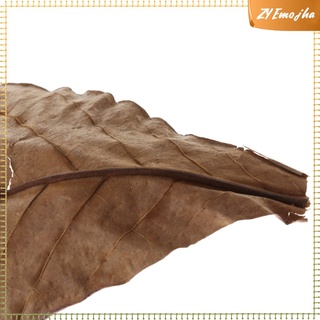 10 hojas de almendras indias catappa betta gouramis camarones fácil de usar (1)