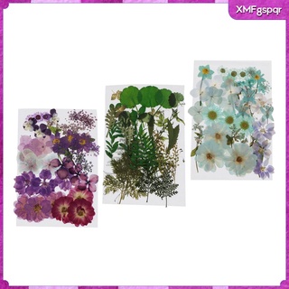116 piezas naturales prensadas flores secas diy scrapbook (5)