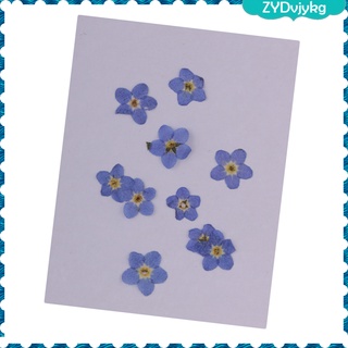 50pcs Natural Dried Flower Real Flower Forget-me-not For Card (7)