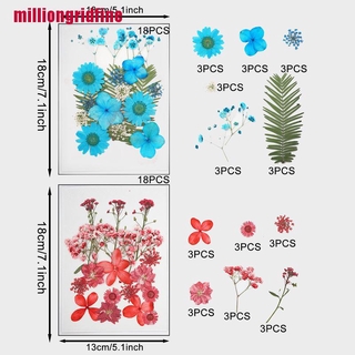 [mifineBR] paquete de 6 flores secas reales prensadas naturales flores secas coloridas flores secas