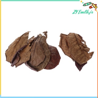 10 hojas de almendras indias catappa betta gouramis camarones fácil de usar (6)