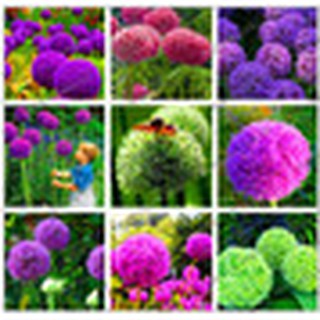 100 pzas/bolsa creativa semillas De cebolla Gigante Allium Gigante flores semillas De flores Bonsai Planta Diy vegetales