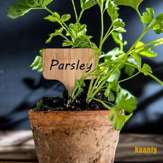 [KAANIY] Qingsi-etichet per piante in legno, per piante, in legno, per piante en maceta OBUA (5)