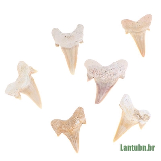 Ltb Megalodon dentadura De tiburón fosil dientes marinos De prevención De ciencia enseñanza (8)