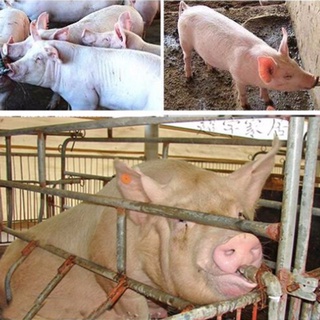 acero inoxidable cerdo cerdo automático pezón bebedor bebedor fuentes pezón bebedor equipo de agricultura 10pcs (5)